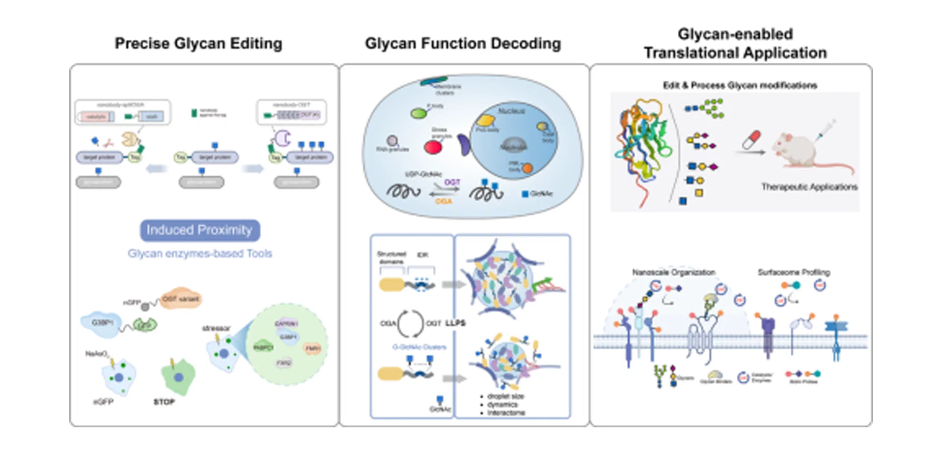 A schematic of the "read–edit–engineer" framework for glycan chemical biology, spanning the protein-glycan and RNA-glycan axes.